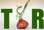tor onion