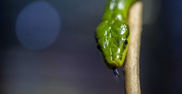 Snake ransomware isolates systems