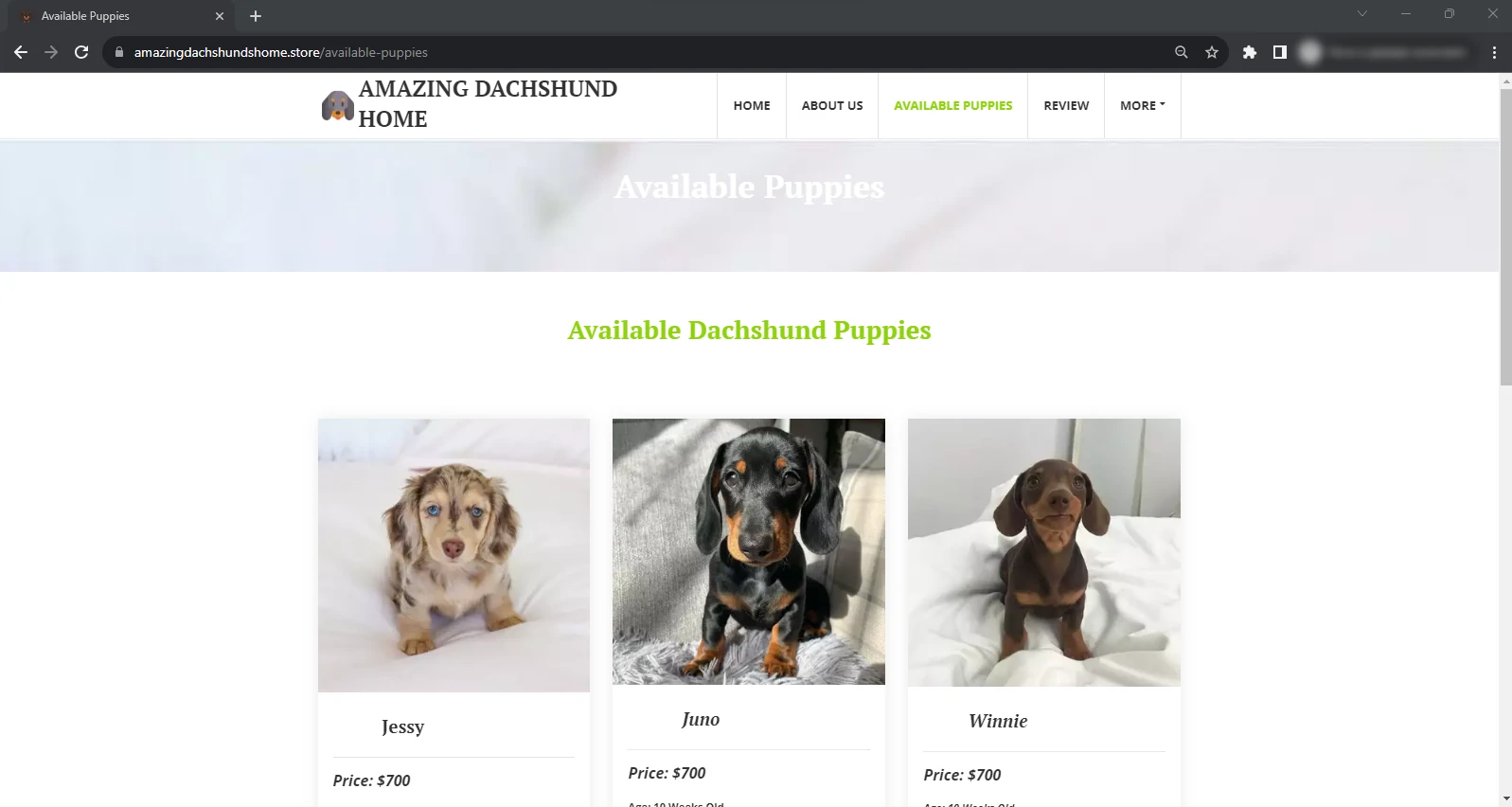 Amazingdachshundshome.store